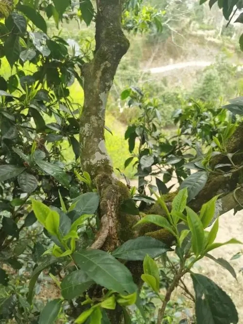 2022年彎弓古樹春茶特點(diǎn)？