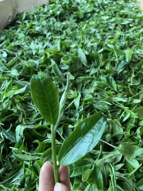 2022年彎弓古樹春茶口感？