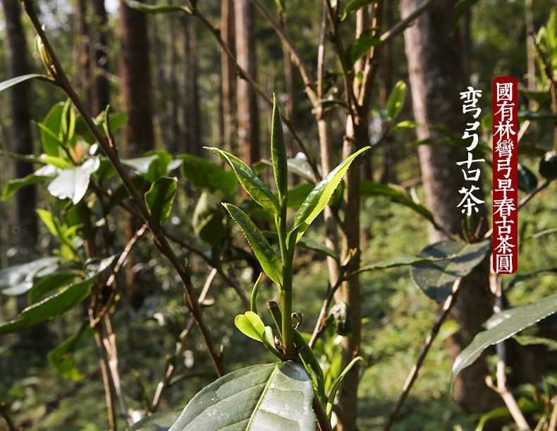 2022年彎弓大寨的古樹(shù)春茶為何如此之珍貴？