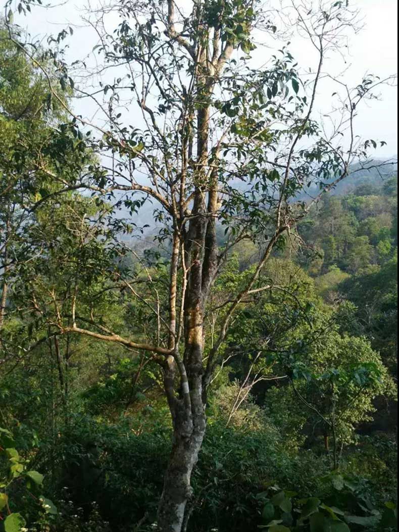 2022年彎弓古樹春茶多少錢一公斤？