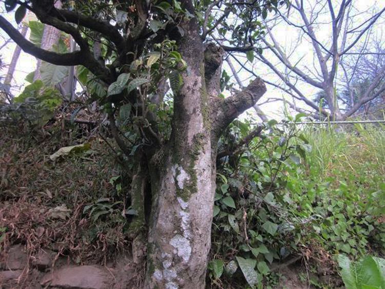 2022年白茶園古樹春茶特點？