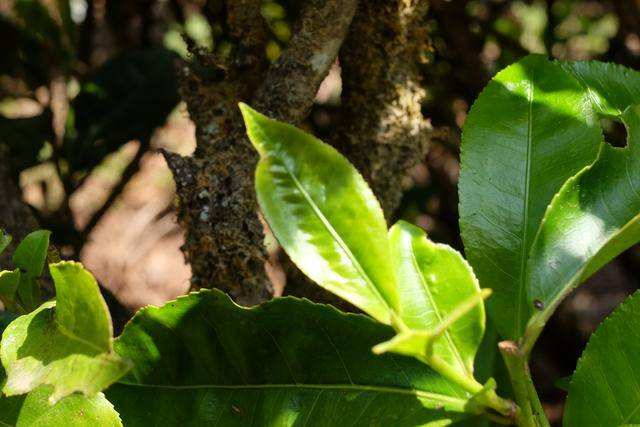 2022年白茶園古樹春茶價格？