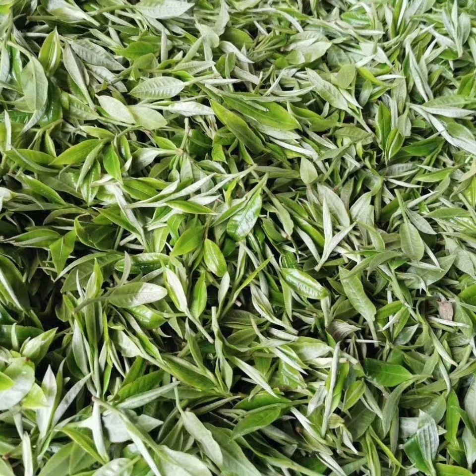 2022年白茶園古樹春茶多少錢一公斤？