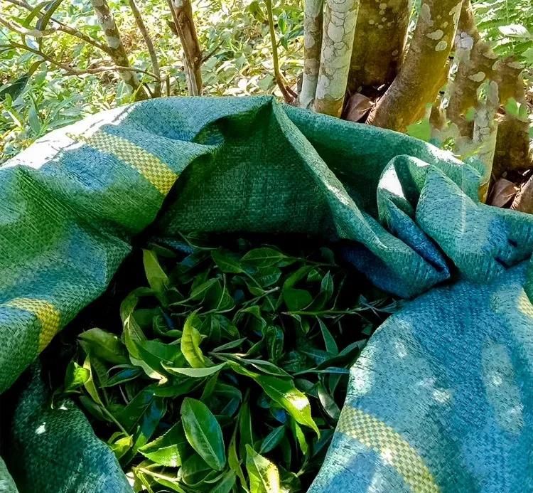 2022年鳳凰窩古樹春茶口感？