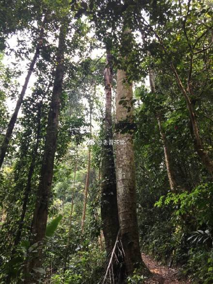 2022年刮風(fēng)寨茶王樹(shù)古樹(shù)春茶特點(diǎn)？