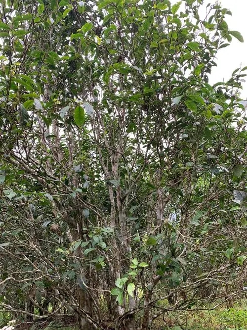 2022年刮風(fēng)寨茶王茶古樹春茶口感？