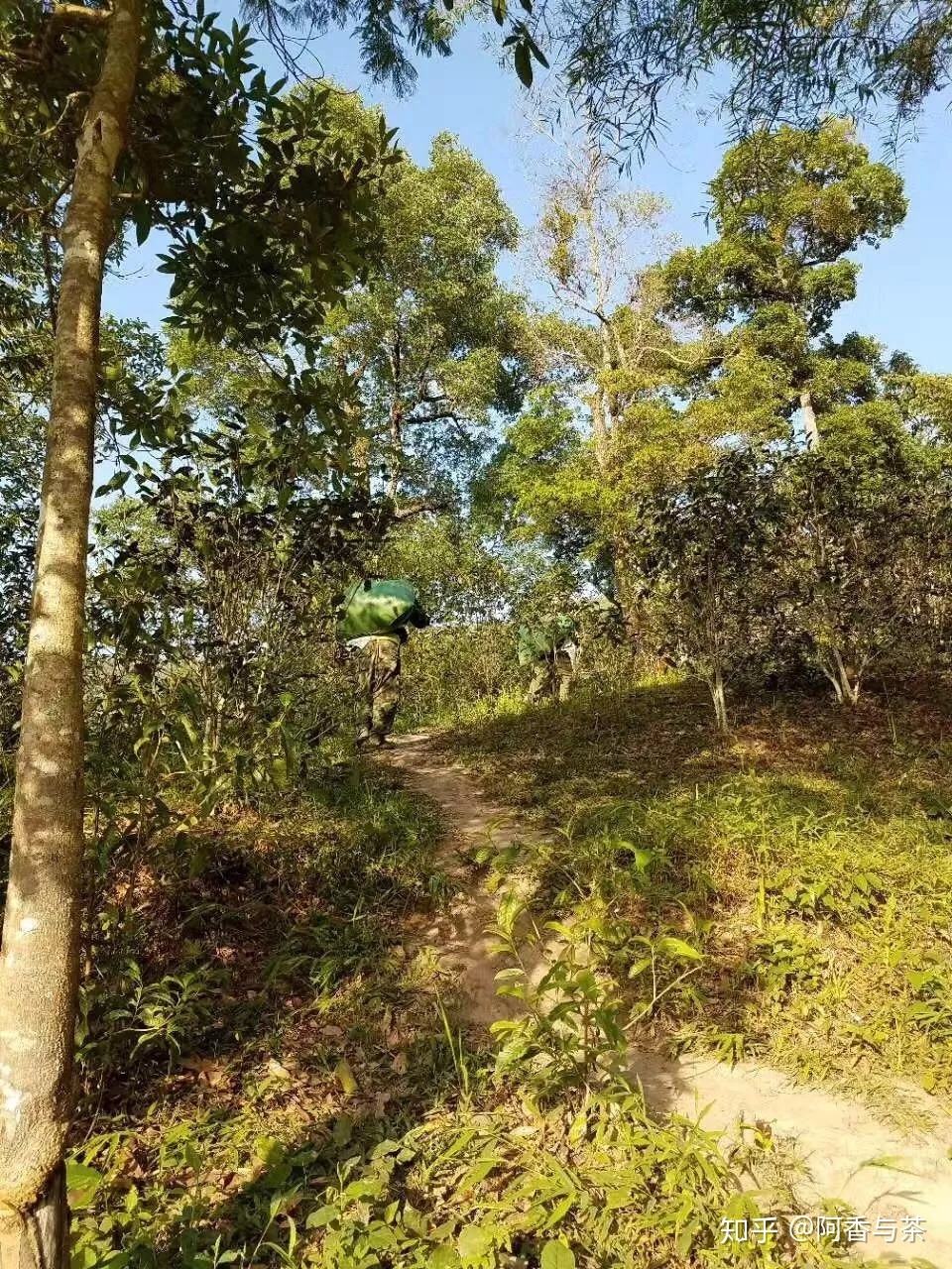 2022年刮風(fēng)寨茶王樹古樹茶多少錢一公斤？