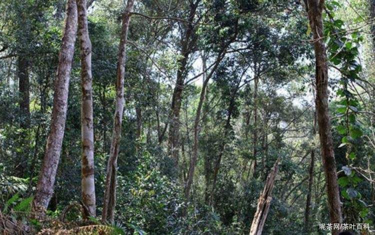 2022年冷水河古樹(shù)春茶特點(diǎn)？
