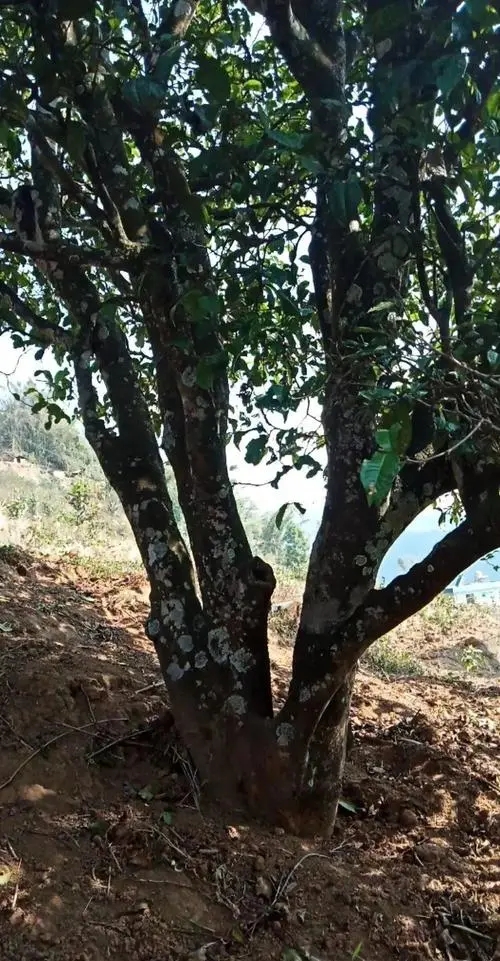 2022年冷水河古樹春茶多少錢一公斤？