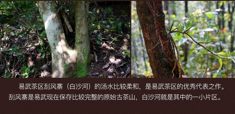 2022年白沙河古樹春茶口感？