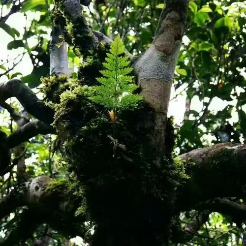 2022年黑水梁子古樹春茶價(jià)格？