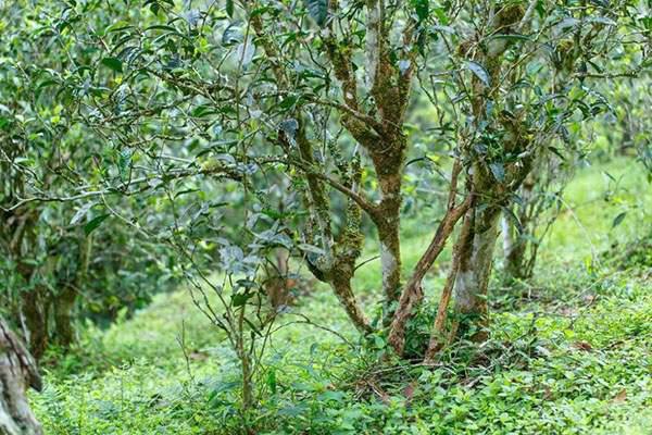 2022年刮風(fēng)寨茶坪古樹(shù)春茶口感？