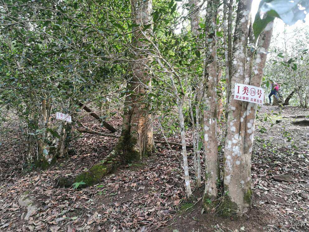 2022年薄荷塘古樹春茶口感？