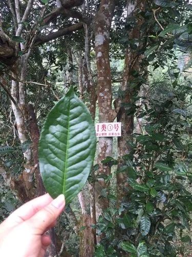 2022年薄荷塘古樹(shù)春茶價(jià)格？