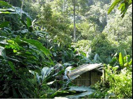 2022年薄荷塘古樹(shù)春茶多少錢(qián)一公斤？