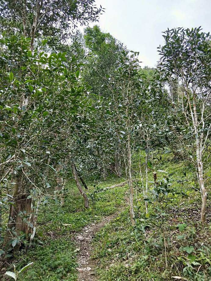 2022年多依樹古樹春茶特點(diǎn)？