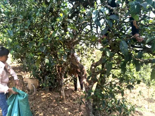 2022年易武張家灣古樹春茶特點(diǎn)？