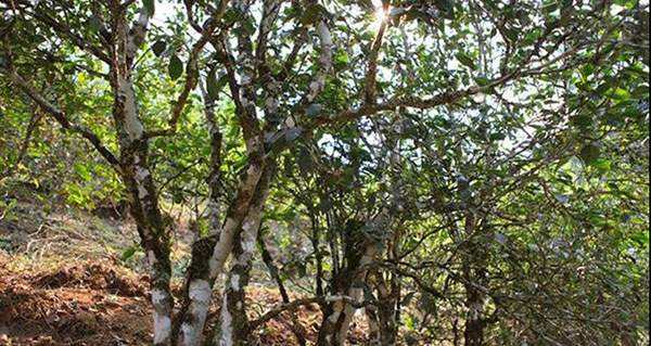 2022年易武張家灣古樹(shù)春茶口感？