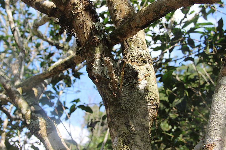 2022年【張家灣】新品介紹 || 香揚(yáng)甜淳風(fēng)骨在內(nèi)