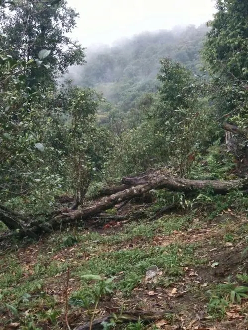 2022年一扇磨古樹(shù)春茶價(jià)格？