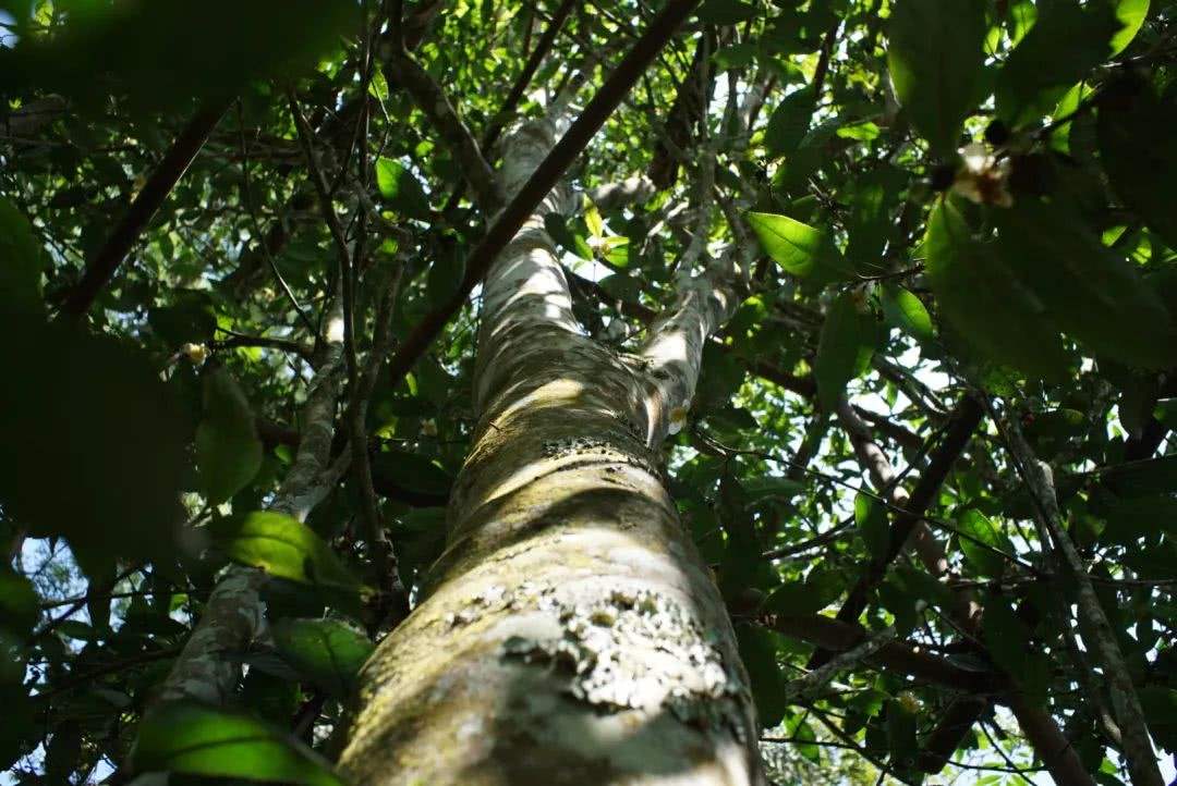 2022年香椿林古樹(shù)春茶口感？