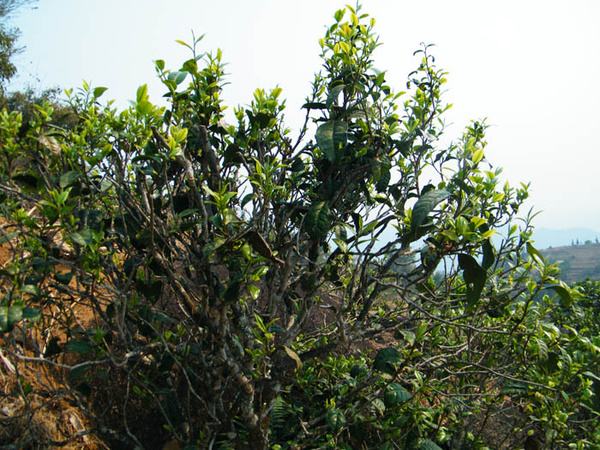 2022年香椿林古樹(shù)春茶價(jià)格？