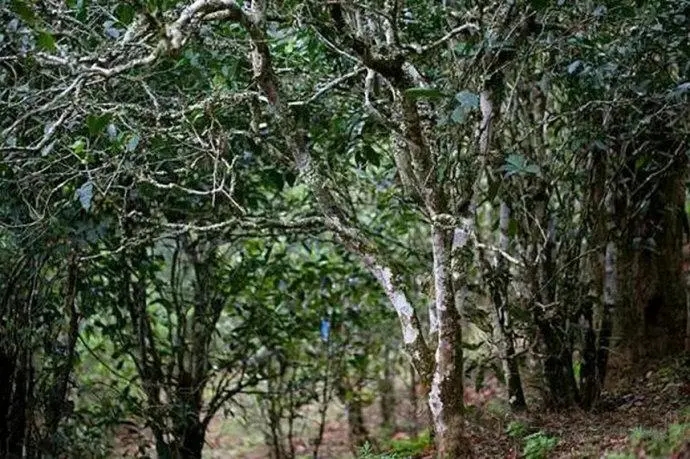 2022年高山寨古樹(shù)春茶特點(diǎn)？