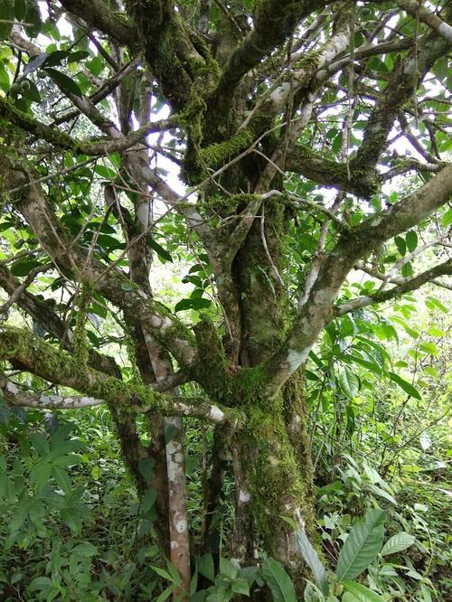 2022年高山寨古樹(shù)春茶口感？