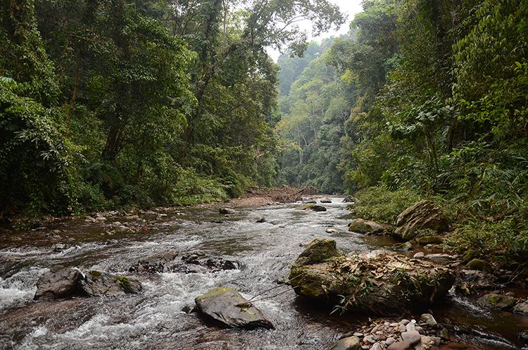 2022年銅箐河古樹(shù)春茶特點(diǎn)？