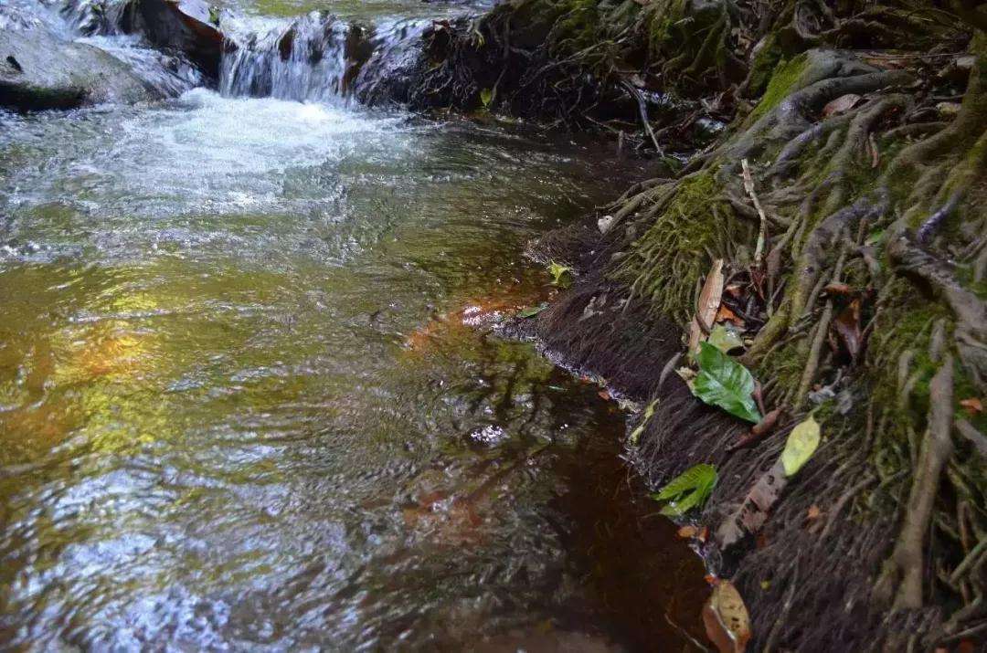 2022年銅箐河古樹(shù)春茶口感？