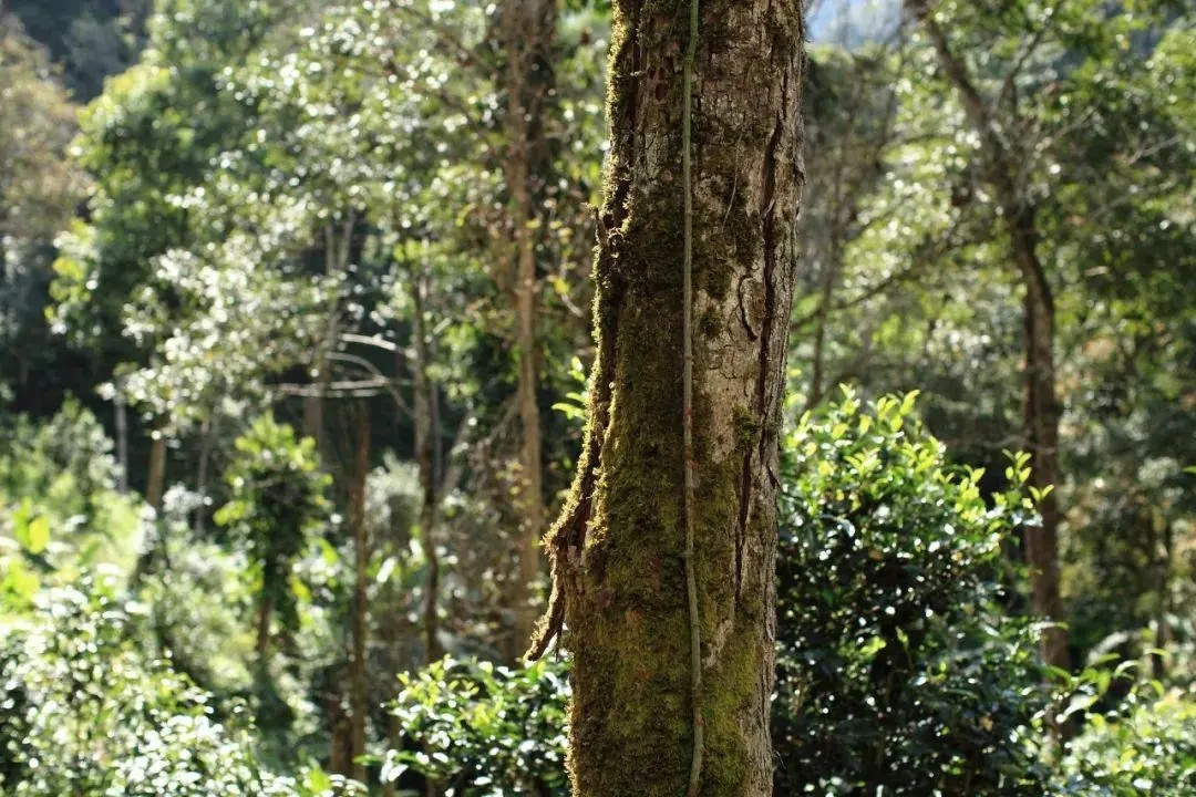 2022年百花潭古樹春茶口感？