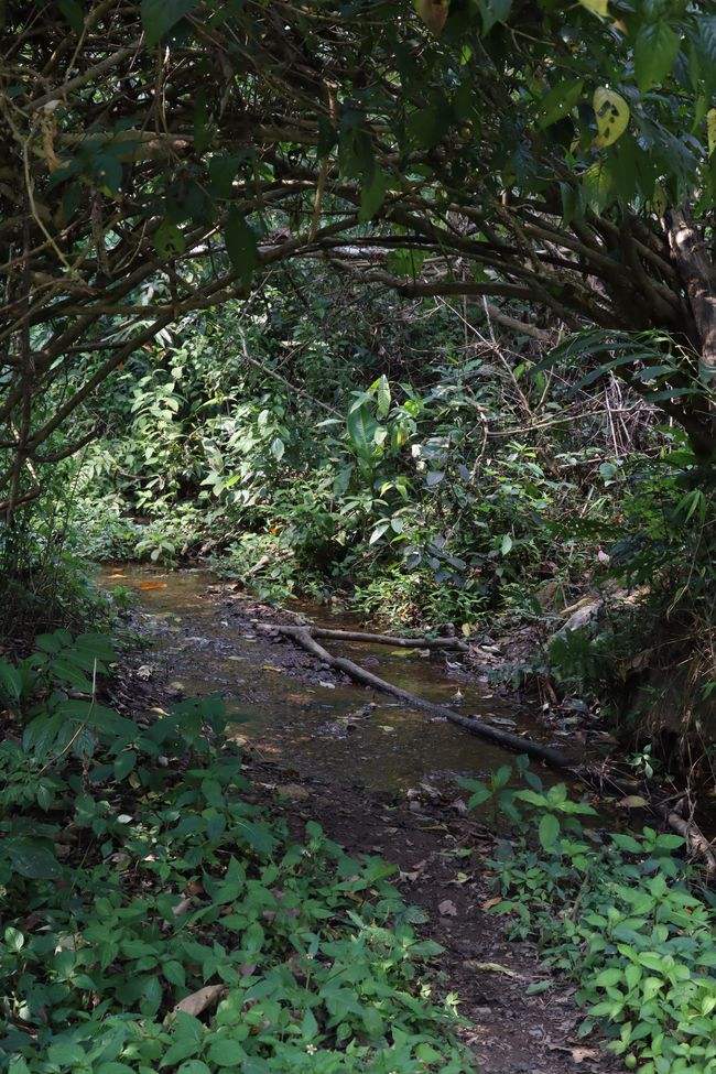 2022年蟒蛇箐古樹春茶特點？