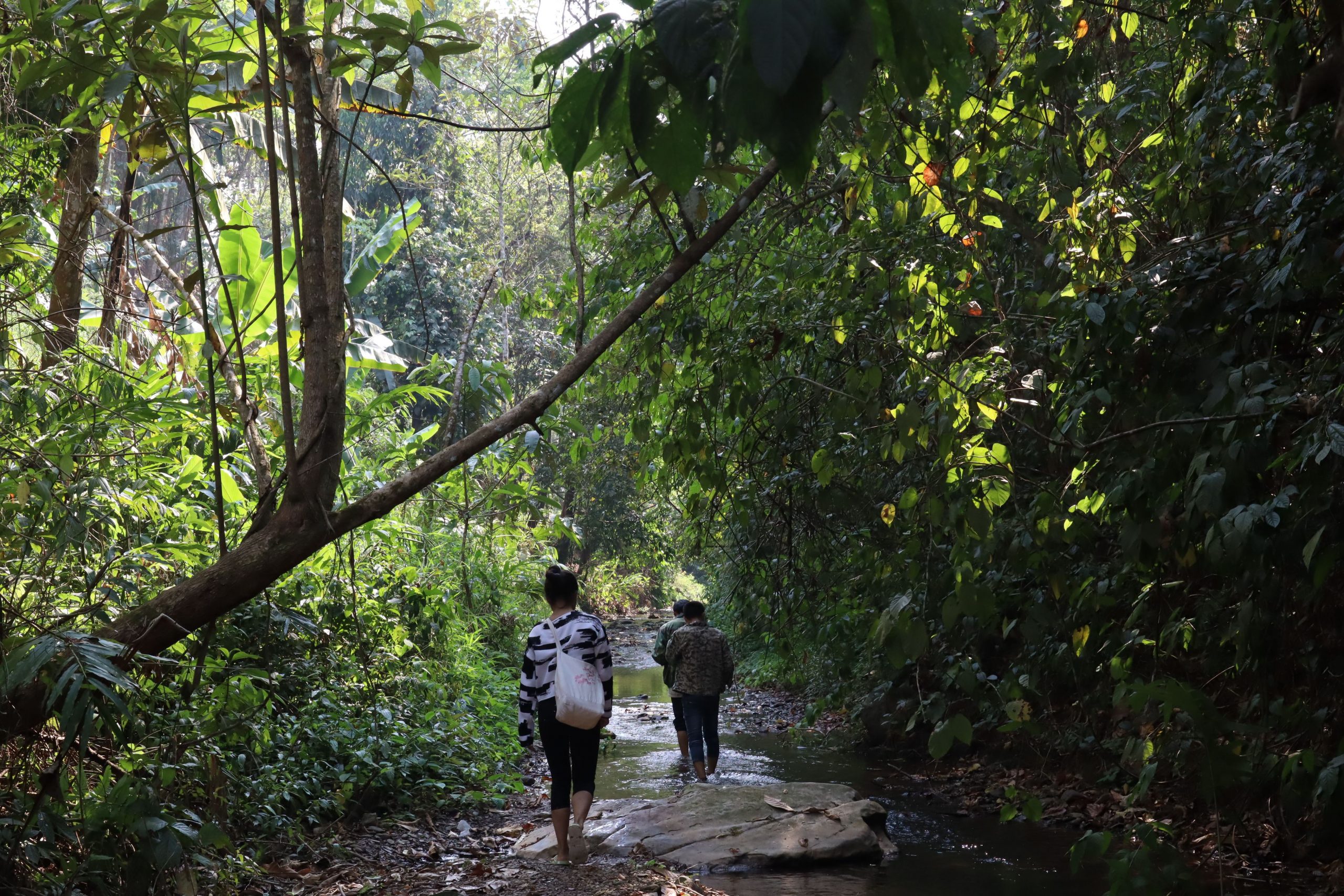 2022年蟒蛇箐古樹春茶口感？