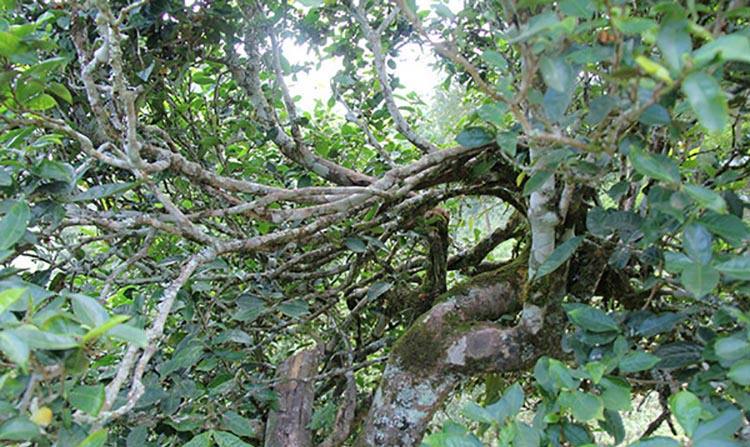 2022年倚邦曼拱古樹(shù)春茶特點(diǎn)？