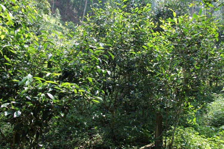 2022年倚邦曼拱古樹(shù)春茶價(jià)格？