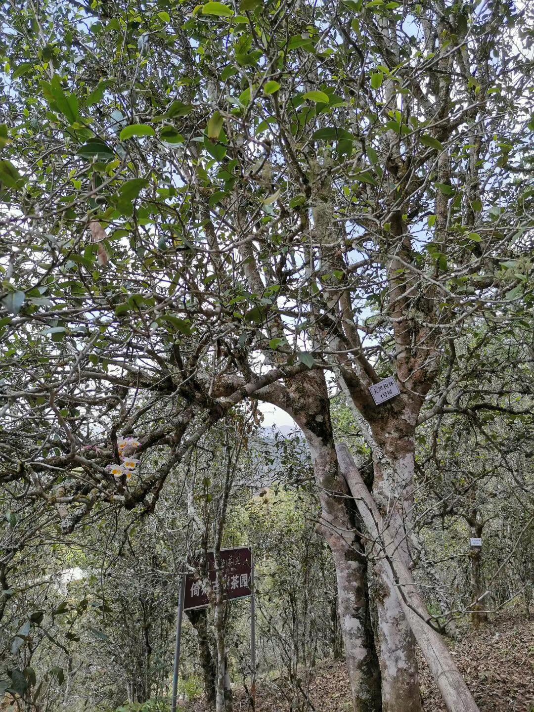 2022年大黑樹林古樹春茶特點？