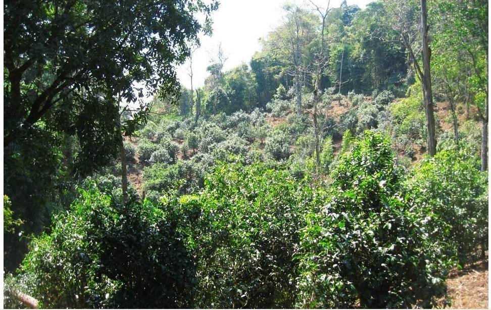 2022年大黑樹林古樹春茶口感？