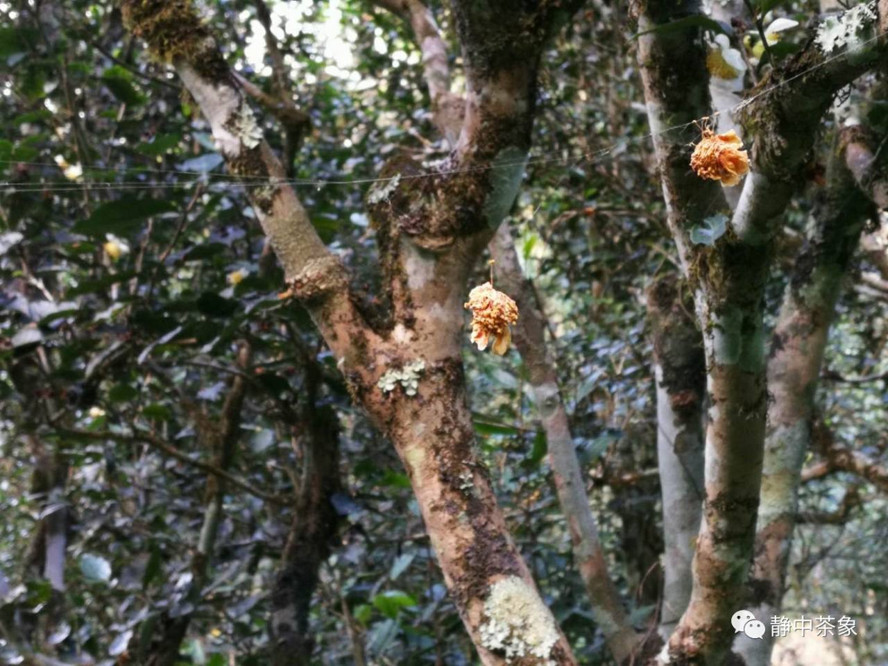 2022年大黑森林古樹(shù)春茶多少錢一公斤？