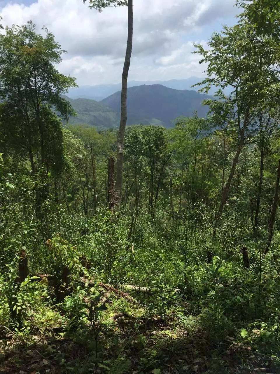 2022年一泡曼松古樹春茶？一飲帝王味……