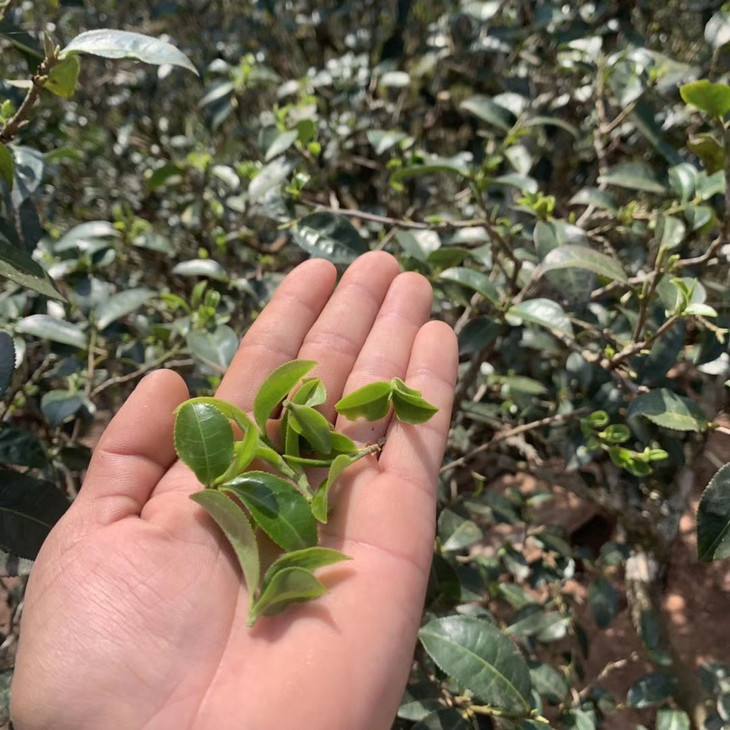 2022年倚邦貓耳朵古樹春茶口感？