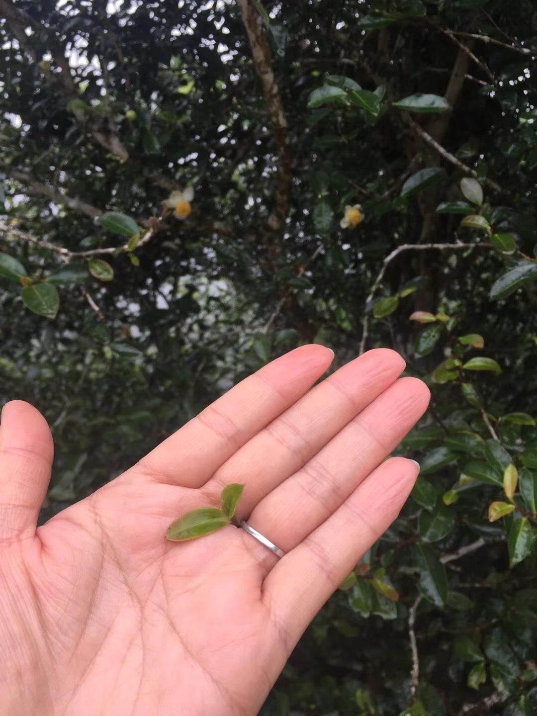 2022年倚邦貓耳朵古樹春茶價格？