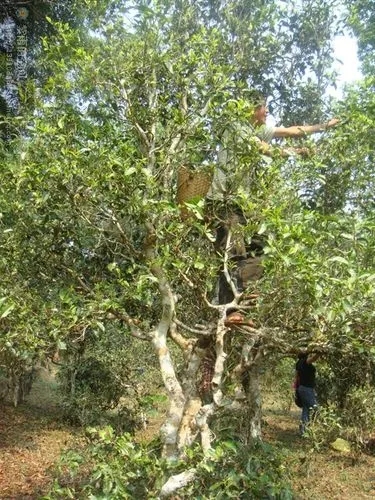 2022年蠻磚古樹(shù)春茶價(jià)格？