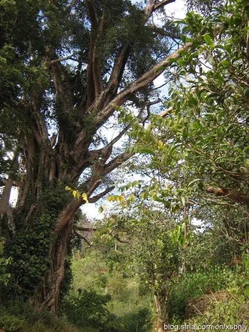 2022年蠻磚古樹春茶多少錢一公斤？