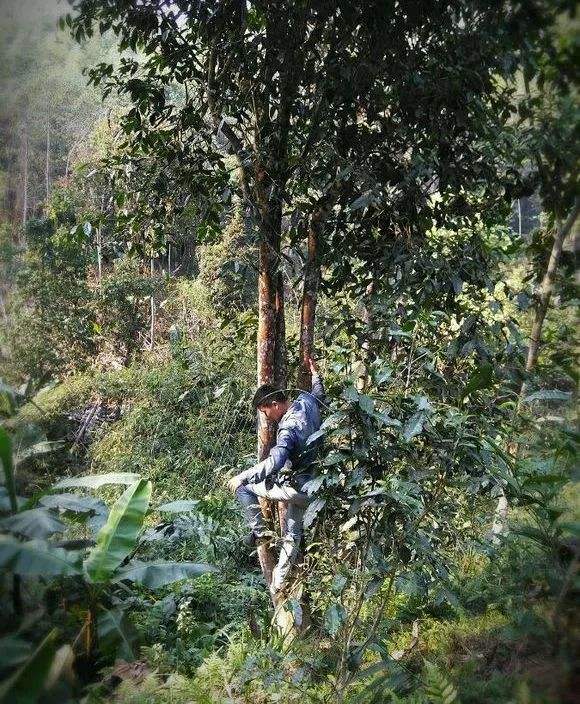 2022年桃子寨古樹(shù)春茶特點(diǎn)？