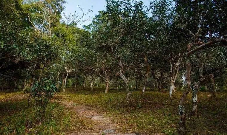 2022年桃子寨古樹(shù)春茶價(jià)格？