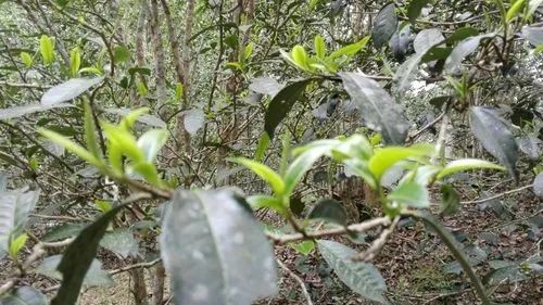 2022年蠻磚瓦龍古樹春茶口感！