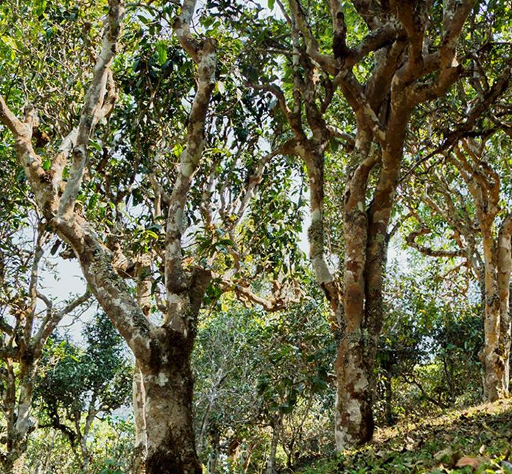 2022年蠻磚瓦龍古樹春茶價格？