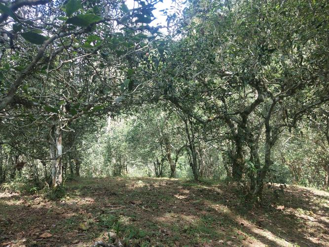 2022年革登古樹(shù)春茶多少一公斤？