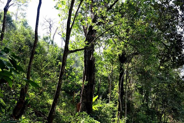 2022年革登古樹春茶，可飲可藏的絕佳茶品