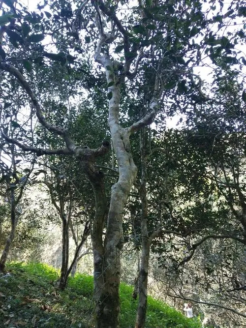 2022年莽枝古樹春茶香甜柔美“女兒茶”